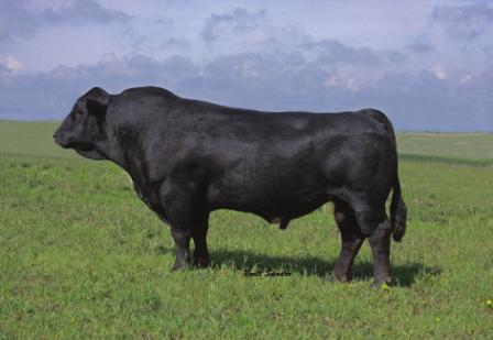 RCR WRANGLER Wrangler sires moderate birth weights with good growth and
