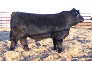 Selling 5 sons, 4 grandsons by Chuckwagon, and 3 out of his daughters.