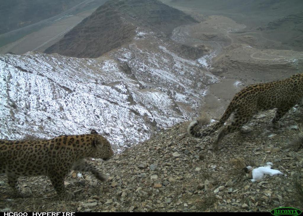 Leopard Boooom in Azerbaijan Six different leopards have been photographed or filmed in Azerbaijan in the past year four in the Nakhchivan Republic and two in the Talish Mountains.