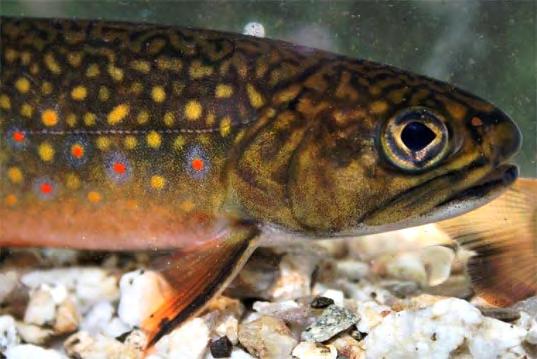 The Crooked is the major spawning tributary for Maine's Sebago lake and its famous landlocked salmon population (Salmar-Solar-Sebago) but it is also the home to a significant wild brook trout