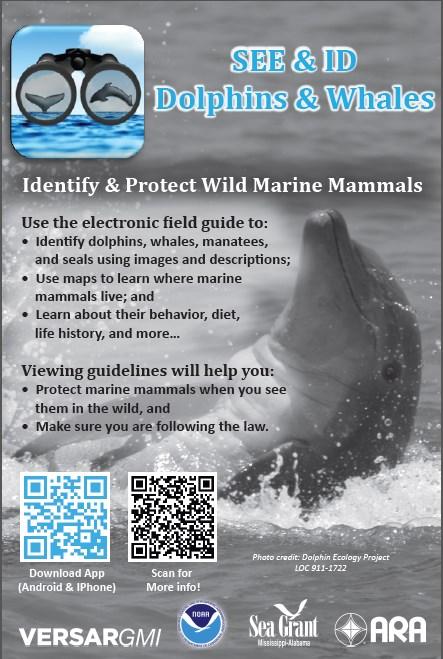 IDENTIFYING & OBSERVING MARINE MAMMALS Scan the two QR codes below to gather further information on how to ID marine mammals in the wild, as well as information on NOAA s wildlife watching guidelines.
