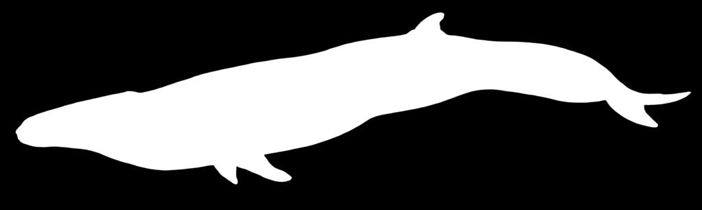 Label the areas of the marine mammal that use camouflage.