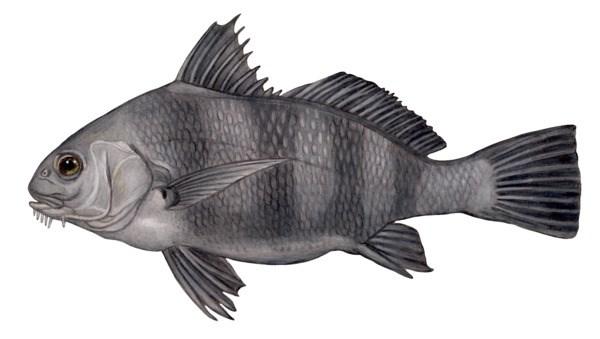 in this example, the black drum fish. Show where on the body the sound is generated and where they receive it.