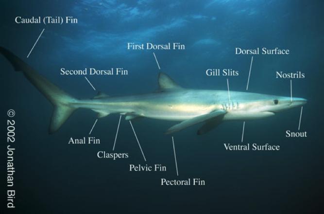 Identification: Shark Anatomy Add the following parts: 1. Eyelids (what is the other name for these?) 2.