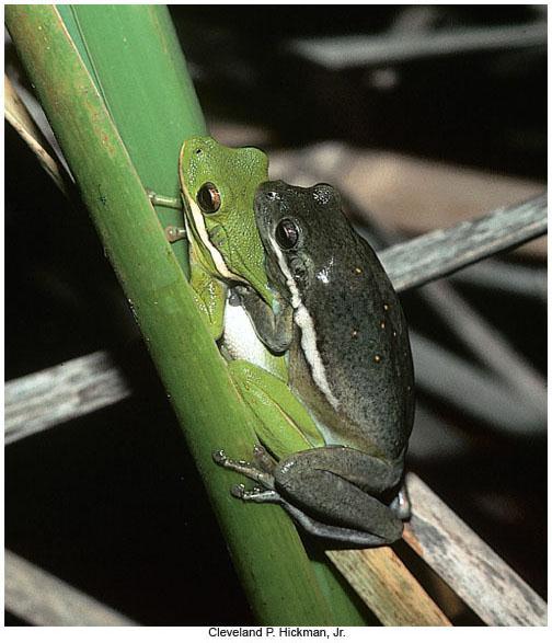 Reproduction and Development In spring, males call to attract females When eggs are mature, females enter the water and the males clasp them in amplexus After fertilization, jelly layers of egg