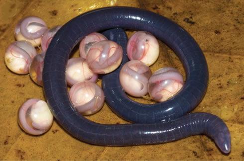 Caecilians: Order Gymnophiona Approximately 173 living species Elongate, limbless, burrowing animals with long ribs, and a terminal anus.