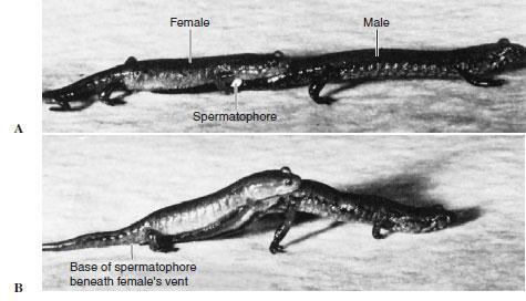 Salamanders have some very unique breeding behaviors.