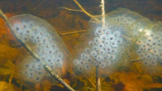 eggs in small, grape-like clusters under logs or in soft earth Some are aquatic throughout