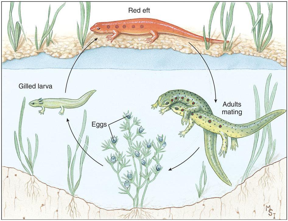 Some North American newts have aquatic larvae that metamorphose into terrestrial juveniles that again metamorphose into