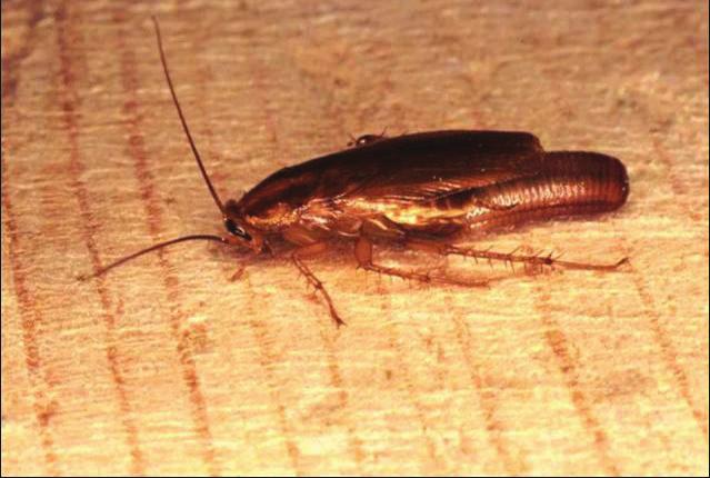 (Figure 3) Nymphs are generally darker with two prominent dark stripes surrounding a lighter, tan spot or stripe on body thorax (Figure 4).