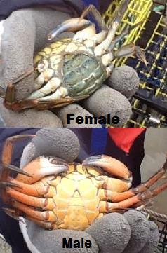 Catches were high (hundreds of crabs per trap) in several Casco Bay towns (Webber, 2013). Scientific Research: Scientists are studying green crabs up and down the coast.