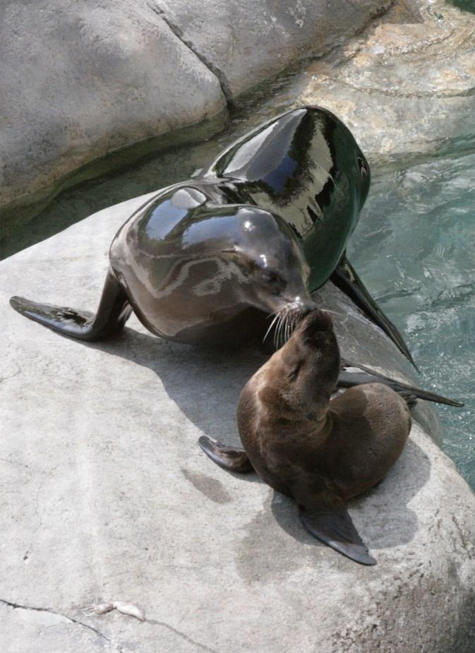 Many animals at the Seneca Park Zoo such as the California sea lions and African penguins rely on ocean habitats for food.