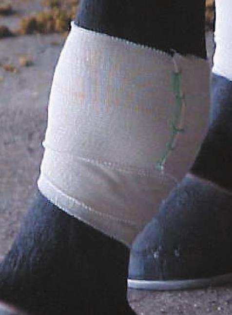 Self-Adhesive Bandages (Coflex, Vetrap): Self Adhesive Bandages are approved use and maybe stitched, or electrical tape applied at least two times