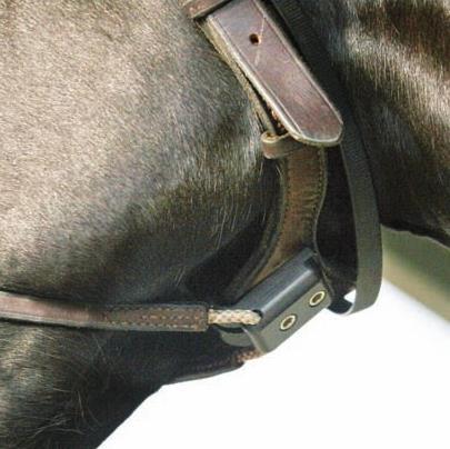includes the following: a) details of any relevant examination(s) of the horse in question; b) explanation of why the use of the Cornell Collar is appropriate and justified in the circumstances; c)