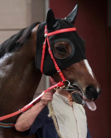 Hanoverian and Kyneton Nose-Bands are approved for use