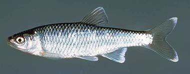 at the tips, fish typically no larger than 10cm Longnose Dace P Tips of