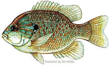 Pumpkinseed Lepomis gibbosus Species overview: As highly colored as any tropical fish, the Pumpkinseed is one of our most common and frequently caught sunfish.