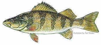 Yellow Perch Perca flavescens Species overview. Yellow Perch are native to the northern United States east of the Rocky Mountains and Atlantic Coast watersheds south to South Carolina.