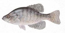 rainbow trout, redear sunfish, white bass, blue catfish and flathead catfish)