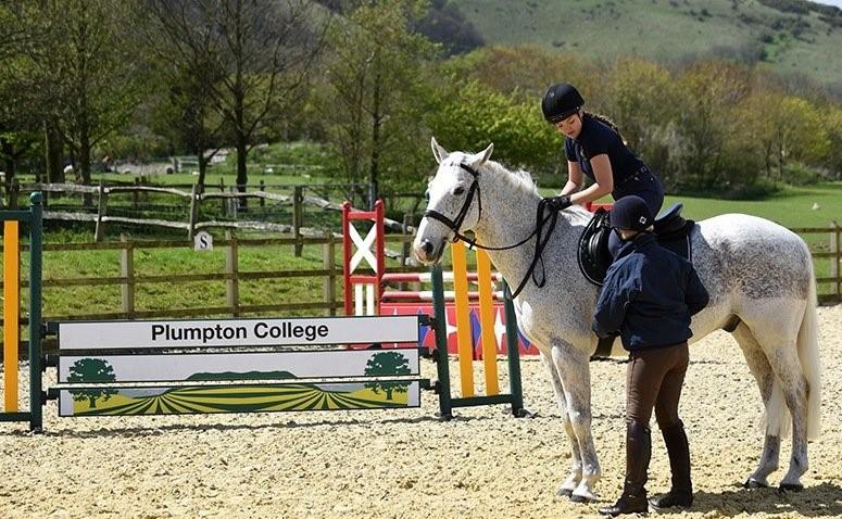2hh and under. Sunshine tour qualifier Class 7 - (13:00) Working Hunter Horse (2 6-2 9 ) Open to all horses 14.3hh and over.