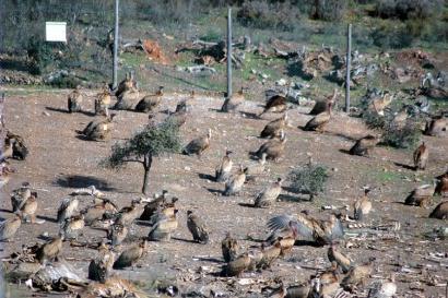Management of human wastes disposal sites as sure vultures