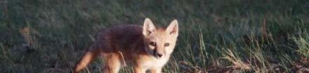 Success The captive bred swift fox survived to breed and disperse outside tid the