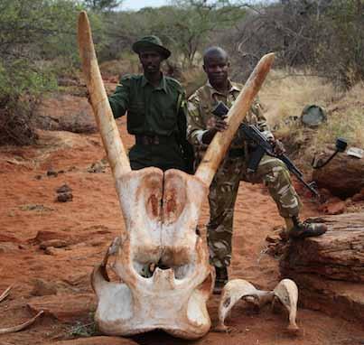 Joint response to illegal activities As a KWS partner, TSAVO TRUST supports KWS anti-poaching operations whenever possible and requested to do so.