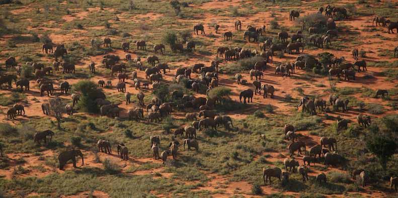 herd of 195 elephants,