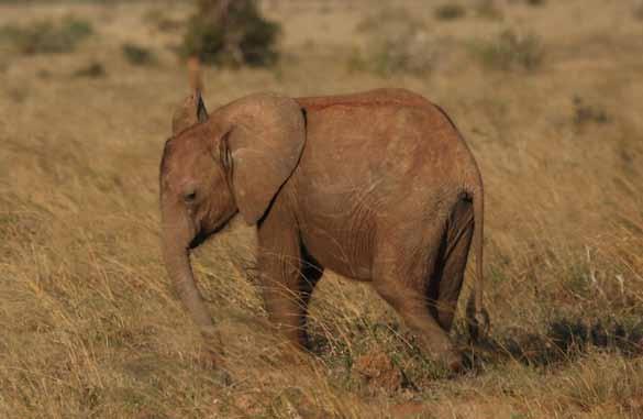 Orphan tragedy TSAVO TRUST spotted this abandoned baby elephant during a routine patrol on 3rd July 2014 and immediately reported it to KWS and the David Sheldrick Wildlife Trust.