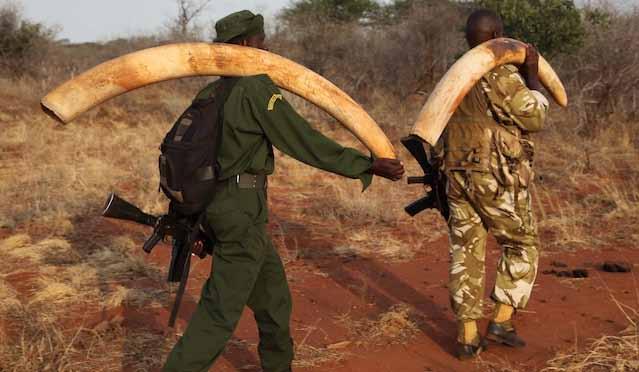 On 14th July 2014, TSAVO TRUST spotted a recent elephant carcass from the air, with tusks still intact.