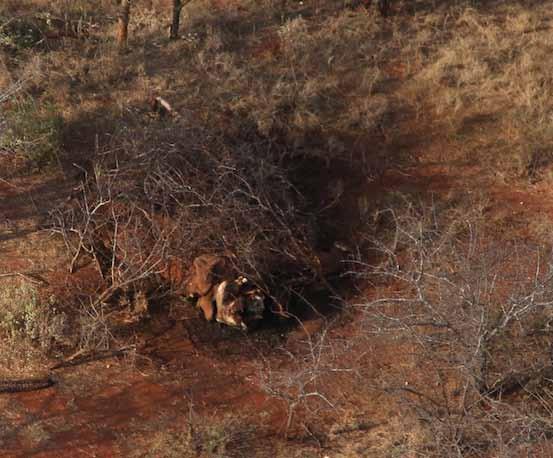 3 elephants killed by firearms,
