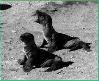 mortalities for marine mammals (seals, sea lions)