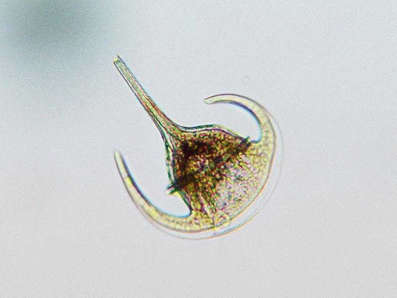Dinoflagellate Ceratium