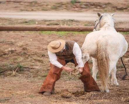 Day 3 Lessons in Horsemanship MORNING Early Breakfast At The Ranch Essentials of Join Up Loading of Difficult Horses Getting Yourself & Your Horse Ready