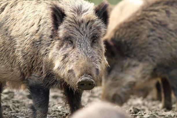 Wild Hog Hunting A look at how to help