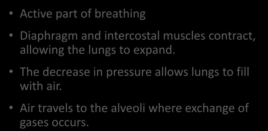 Breathing Process: Inhalation Active part of breathing Diaphragm and intercostal muscles contract, allowing the lungs to