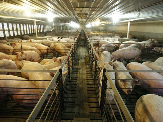 Iowa hog manure pit - the second father and son in the Midwest to die of