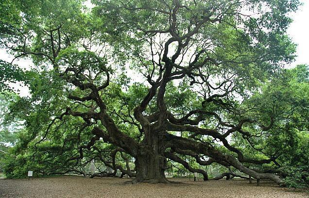 Determining the age of a tree can be mathematical, research two different ways that a scientist might use math to determine the age of a tree.