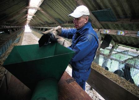 The size of the cage allows the mink to perform behavioural patterns specific to the species, i.e. the animals can move freely, care for their fur, lie down, sleep, stretch their limbs and withdraw and rest in the nest box.