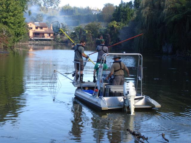 The use of boat electrofishing for koi carp (Cyprinus carpio) removal in