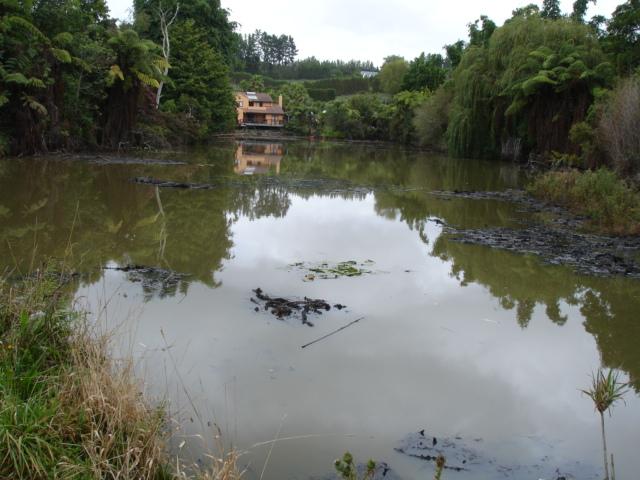 7 Figure 1: Locations of the three ponds containing koi carp in the Kauri Point catchment on the Katikati peninsula.