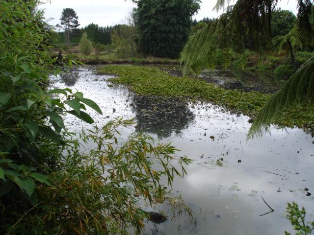 Pond A (Figure 2) had an area of 6,500 m 2, relatively poor water quality and water depths ranging from 1 to 4 m.