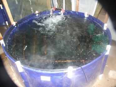 nauplii before being released into recently filled and fertilized earthen grow-out ponds.