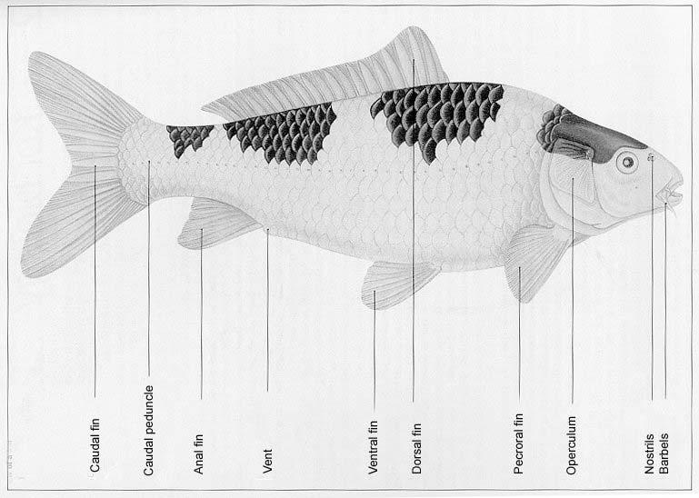 Koi Anatomy By Spike Cover Last revised 9-25-03 Anatomy is defined as the morphologic structure of an organism.