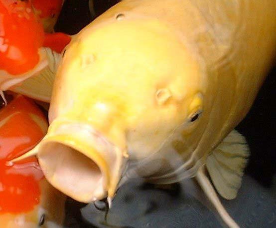 Koi have no teeth in their jaws and this is consistent with how koi in nature feed; i.e., suck everything up, taste it, and then decide if it is consumable or not.