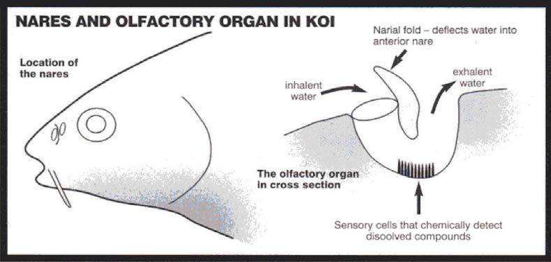 Olfaction The olfactory organs (used to smell) are located at the base of the nostrils called nares. Water does not flow to any other part of the body from the nares.
