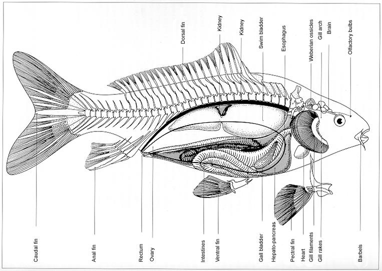 Internal Anatomy The internal organs are placed approximately as shown in the illustration below (reproduced with the kind permission of the authors of Living Jewels).