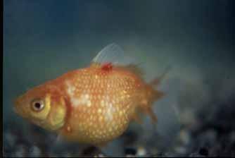 KHV and other species Recent evidence indicates that gold fish (Carassius auratus) may act as