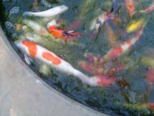 Introduction Koi herpesvirus is a recently emerged viral disease of carp (Cyprinus carpio) in all of its varieties First officially identified in