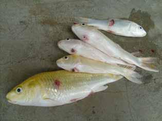 Spring viraemia of carp (SVC) Rhabdovirus Can survive outside of the host in fresh water for up to 5 weeks at 10 o C
